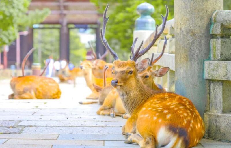 Osaka: Nara and Uji Day Trip with Deer Park and Hot Spring - The Sum Up