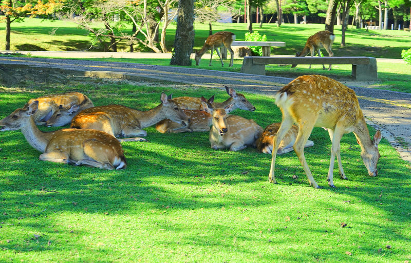Osaka Nara, Kobe & Arima Onsen Full-Day Tour - Kobe and Arima Onsen: names worth clarifying