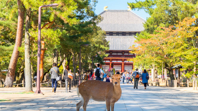Osaka Nara, Kobe & Arima Onsen Full-Day Tour - The guide and the value of a personalized day
