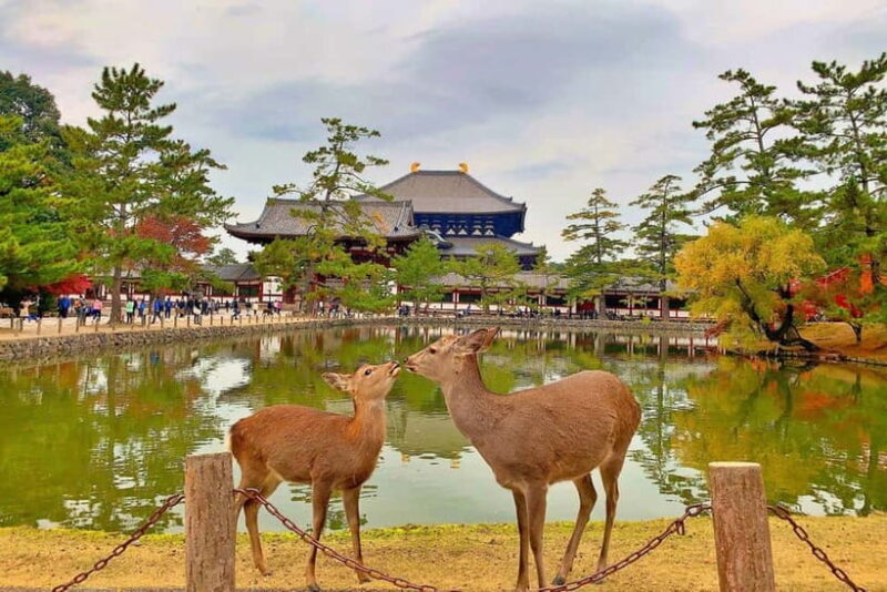 Osaka/Nara/Kyoto: Private Tour with English-Speaking Guide - Pricing & Value Analysis