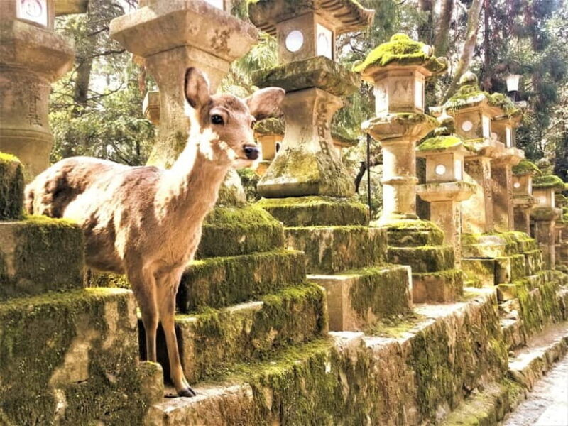Osaka/Nara/Kyoto: Private Tour with English-Speaking Guide - FAQ