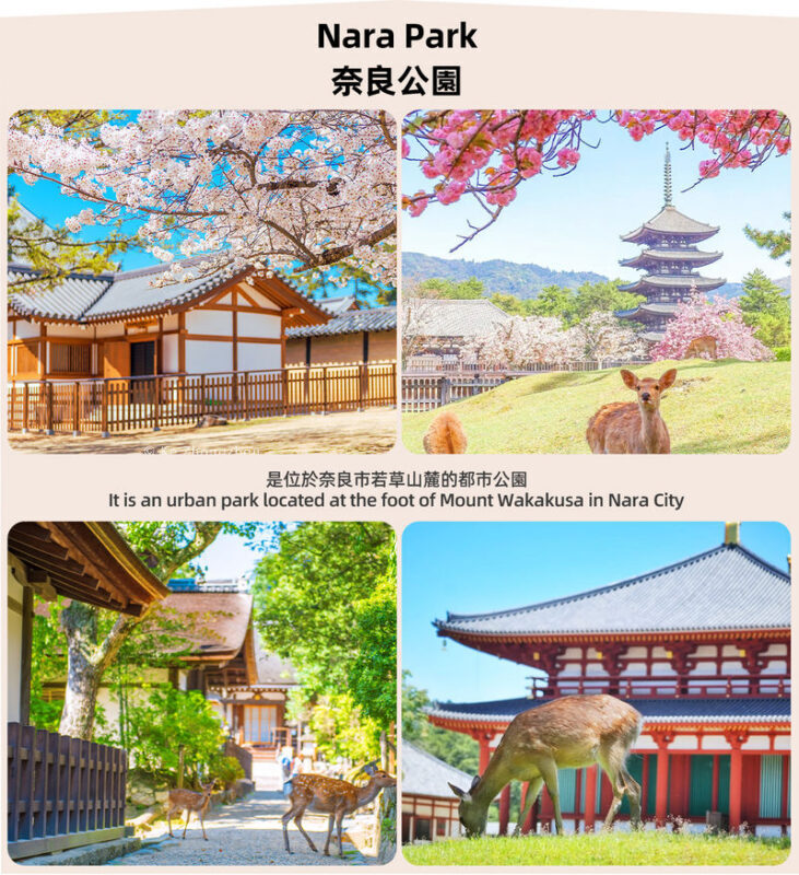 Osaka Nara Park and Mt. Ikoma Amusement Park Full-Day Guided Tour - Nara Park puts the deer first