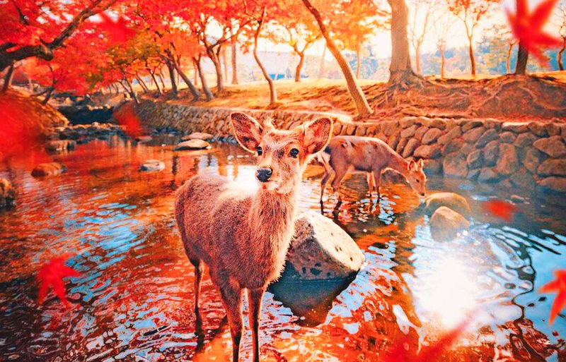 Osaka Nara Park, Arima Onsen & Kobe Port One-Day Tour - One day, three very different stops