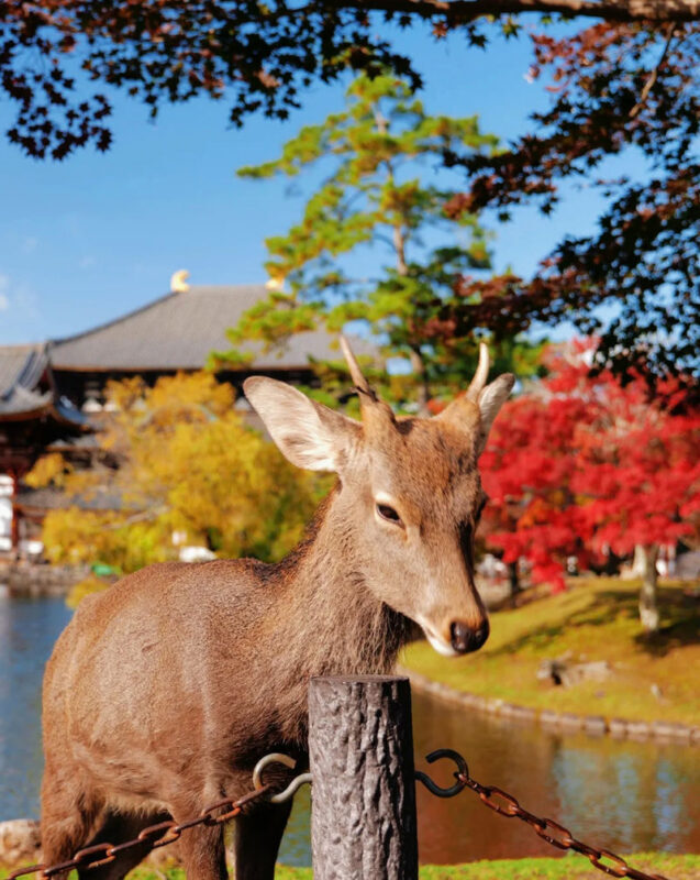 Osaka Nara Park, Arima Onsen & Kobe Port One-Day Tour - Arima Onsen: a change of pace
