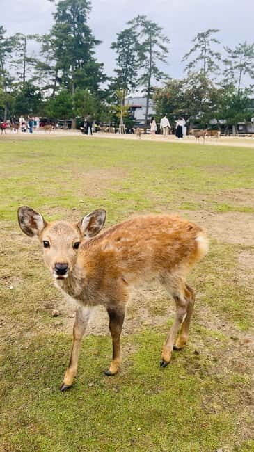 Osaka & Nara: Private Tour with English speaking guide - Exploring Osaka & Nara: A Private Day Tour with an English-Speaking Guide