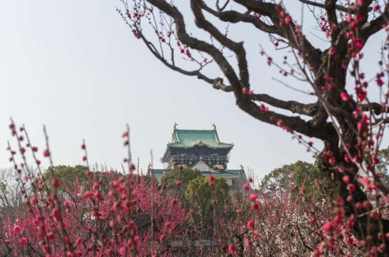 Osaka: Private Walking Shore Excursion-Kobe/Kyoto/Nara/Osaka - Who Should Consider This Tour?