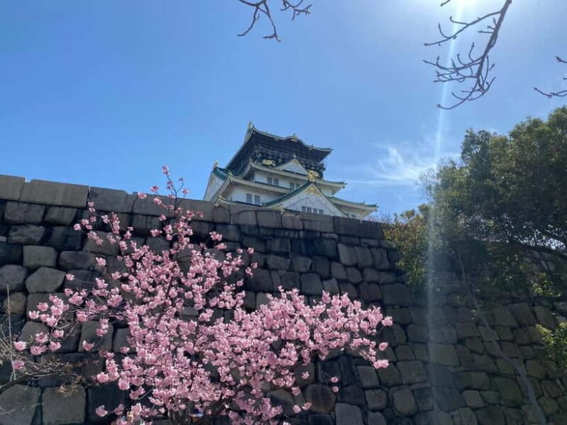 Osaka: Springtime Sakura Picnic "Hanami" - The Value of This Experience