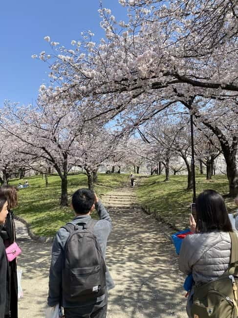 Osaka: Springtime Sakura Picnic "Hanami" - Who Should Consider This Tour?