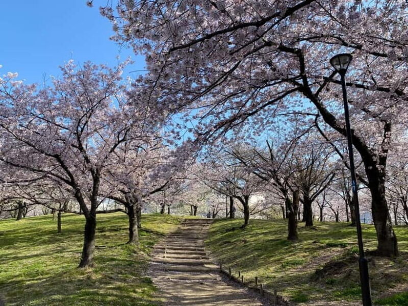 Osaka: Springtime Sakura Picnic "Hanami" - Frequently Asked Questions