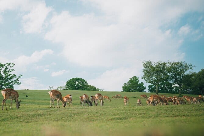 Osaka Street Food Tour with a Local Foodie: Private & 100% Personalized - Pricing and Value