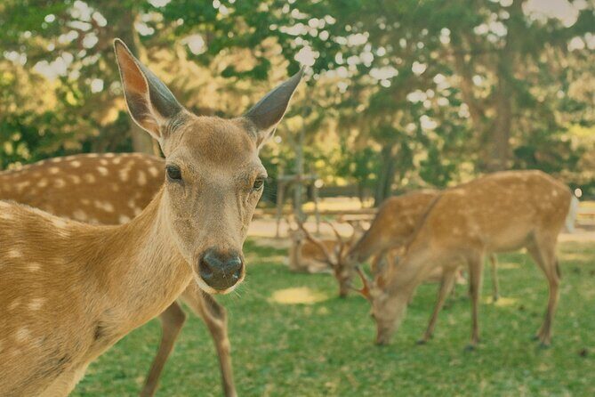 Osaka to Nara Park Private Day Trip with English Driver - Key Points