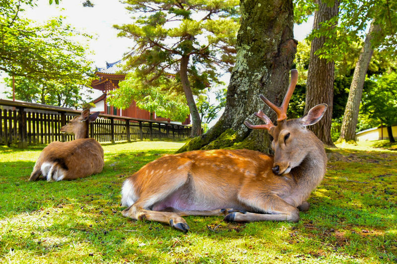 Osaka Todai-ji, Katsuo-ji, Arashiyama Full-Day Tour - The guide can shape the day more than the route