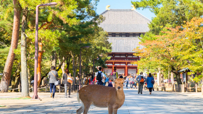 Osaka Wakakusa Mountain & Ikoma Sanjo Amusement Park Full-Day Tour - Wakakusa Mountain gives the day its Nara focus