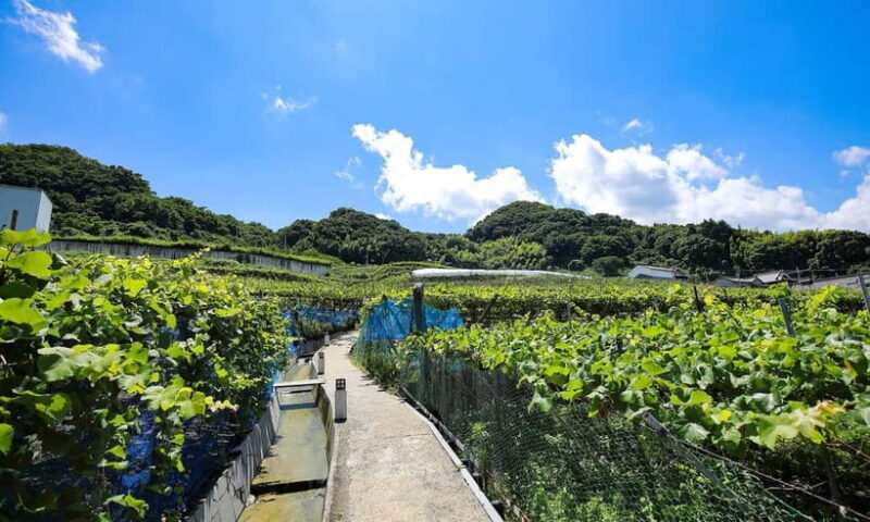 Osaka Winery Tour with Wine Tasting & Vineyard Walk - Who Will Enjoy This Tour?