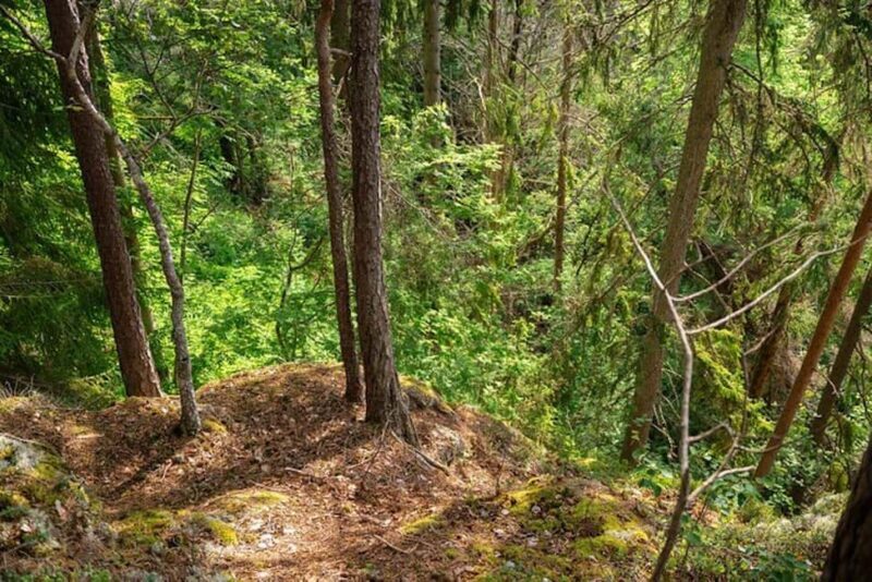 Oslo: Forest Hike with Guide & Husky - Final Thoughts