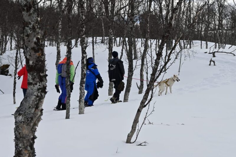 Oslo: Snowshoeing in the Forest with Norwegian BBQ - A Detailed Look at the Experience