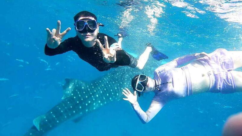 Oslob Cebu: Whale Shark Watching Day Tour - Key Points