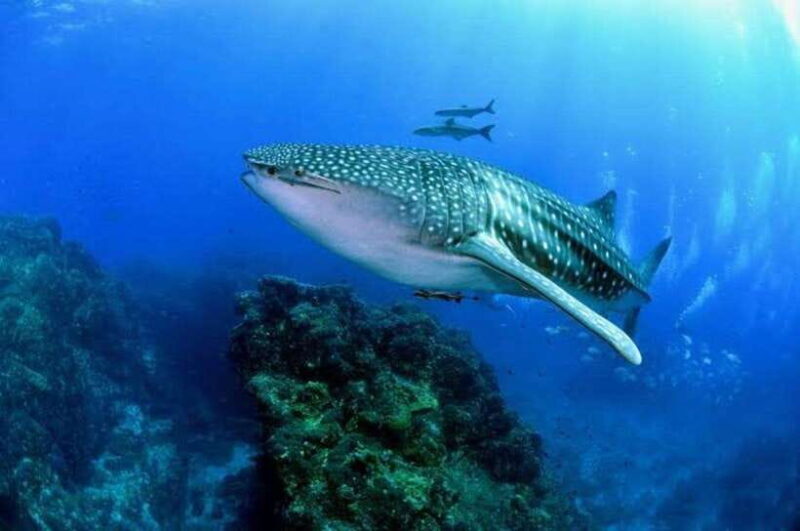 Oslob Cebu: Whaleshark Scuba Diving & Sumilon Sanctuary - A Detailed Look at the Experience