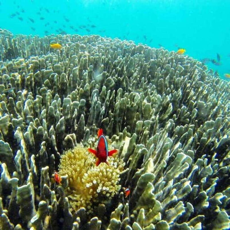 Oslob Cebu: Whaleshark Scuba Diving & Sumilon Sanctuary - Final Thoughts: Is It Worth It?