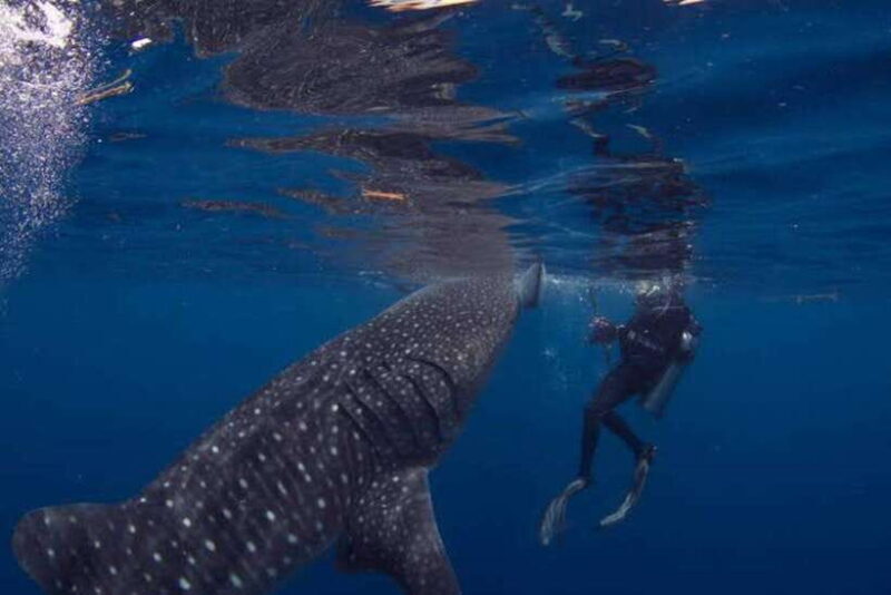 Oslob Cebu: Whaleshark Scuba Diving & Sumilon Sanctuary - FAQ