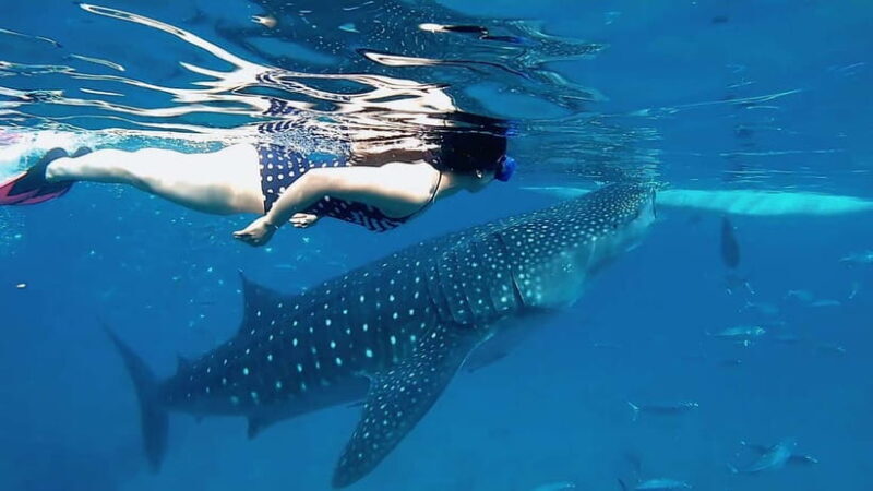 Oslob Whale Shark, Aguinid Falls & Moalboal Snorkeling - Oslob Whale Shark, Aguinid Falls & Moalboal Snorkeling: An Authentic Cebu Adventure