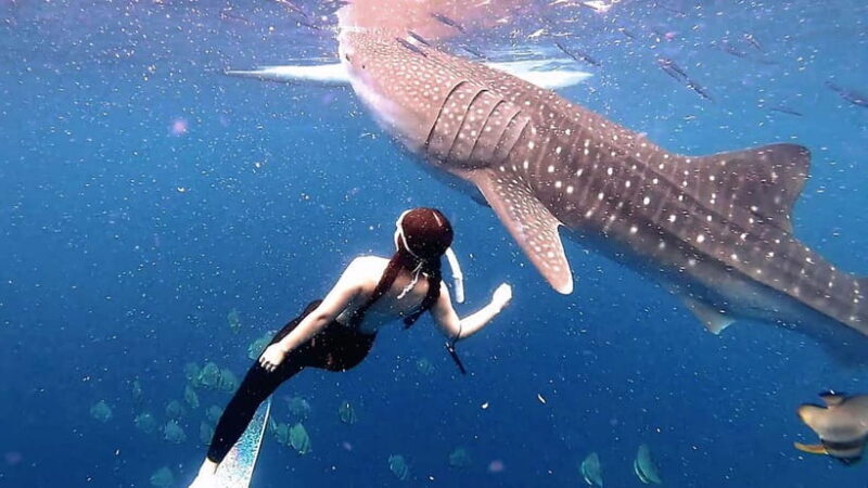Oslob Whale Shark, Aguinid Falls & Moalboal Snorkeling - Practical Details and What It Means for You