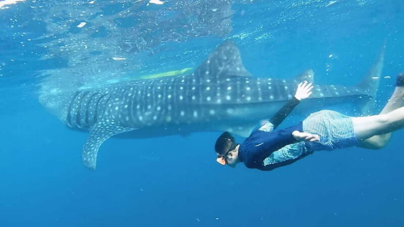 Oslob Whale Shark, Aguinid Falls & Moalboal Snorkeling - The Sum Up: Who Will Love This Tour?