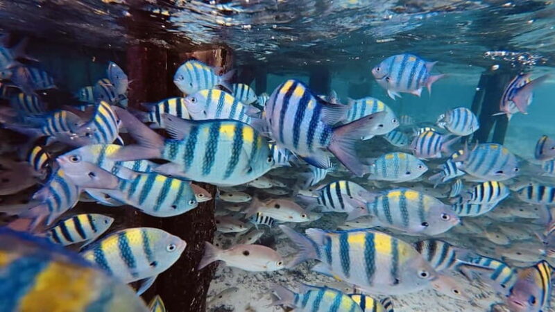 Oslob Whale Shark, Aguinid Falls & Moalboal Snorkeling - Frequently Asked Questions