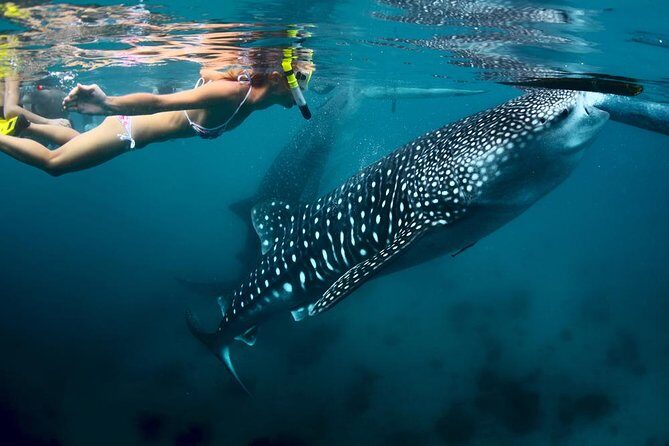 Oslob Whale Shark and Sumilon Day Tour - Why Choose This Tour?