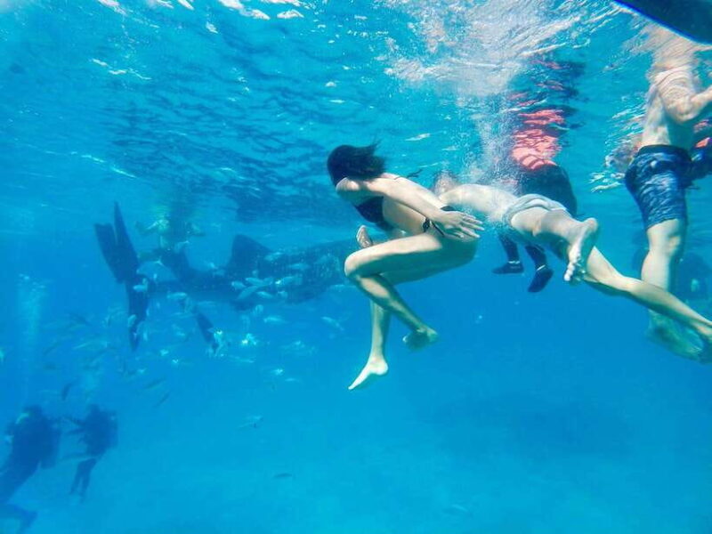 Oslob Whale Shark Direct - The Sum Up