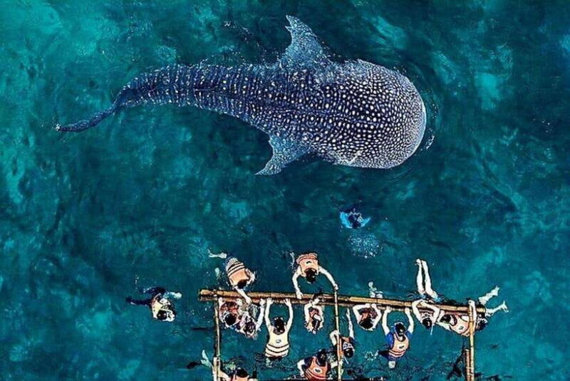 Oslob: Whale Shark Encounter, Ka-Treasure Falls & Simala - Key Points
