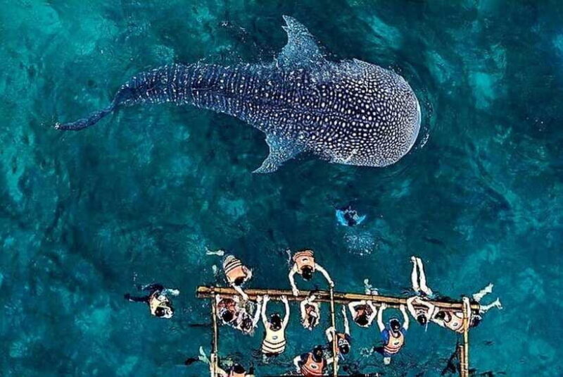 Oslob: Whale Shark Encounter, Ka-Treasure Falls & Simala - Who Should Consider This Tour?