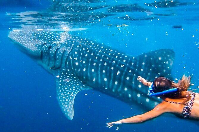 Oslob Whale Shark Encounter, Moalboal Turtles & Monkey Sanctuary - A detailed look at what makes this tour special