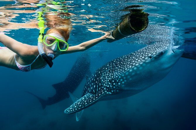 Oslob Whale Shark Snorkeling & Kawasan Canyoning Tour - An In-Depth Look at the Oslob Whale Shark & Kawasan Canyoning Tour