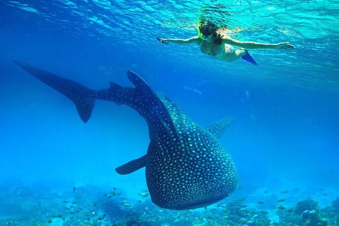 Oslob Whale Shark Snorkeling & Kawasan Canyoning Tour - FAQ: Your Questions Answered