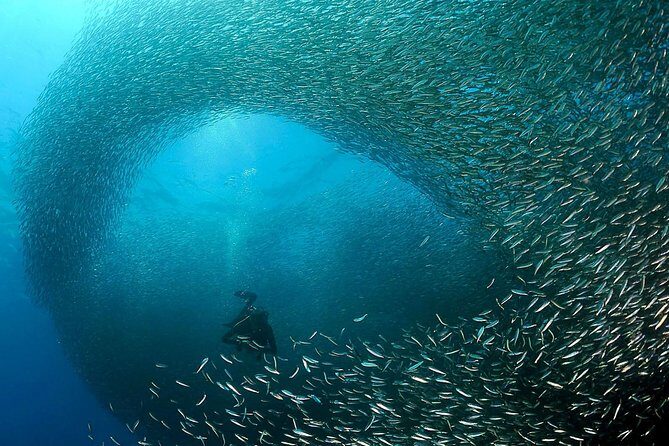 Oslob Whale Shark Snorkeling & Pescador & Sardine Run & Turtle - Exploring Cebu’s Underwater and Scenic Highlights