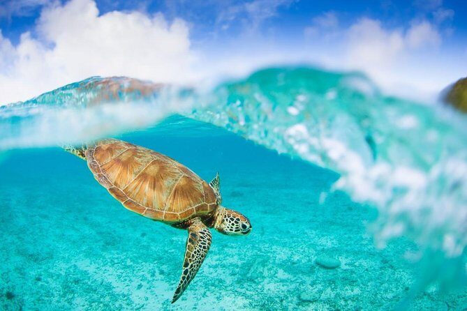 Oslob Whale Shark Snorkeling & Pescador & Sardine Run & Turtle - Wrapping It Up