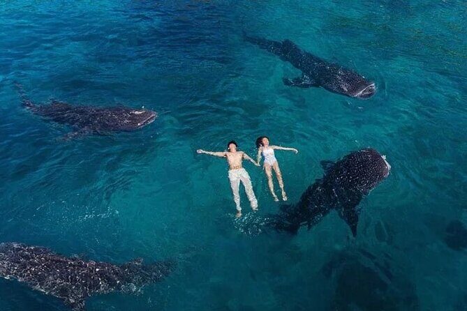 Oslob Whale Shark Snorkeling & Tumalog Falls with Osmeña Peak - In-Depth Review: Exploring Cebu’s Natural Wonders