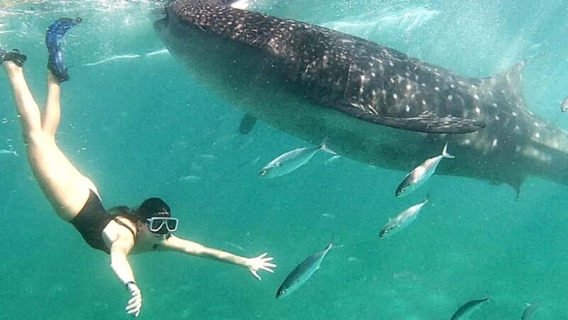 Oslob: Whale Shark Swim & Aguinid Falls Adventure Tour - In-Depth Review: The Day Unfolded