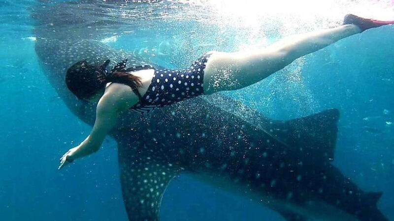 Oslob: Whale Shark Swim & Snorkeling Experience Tour - Key Points