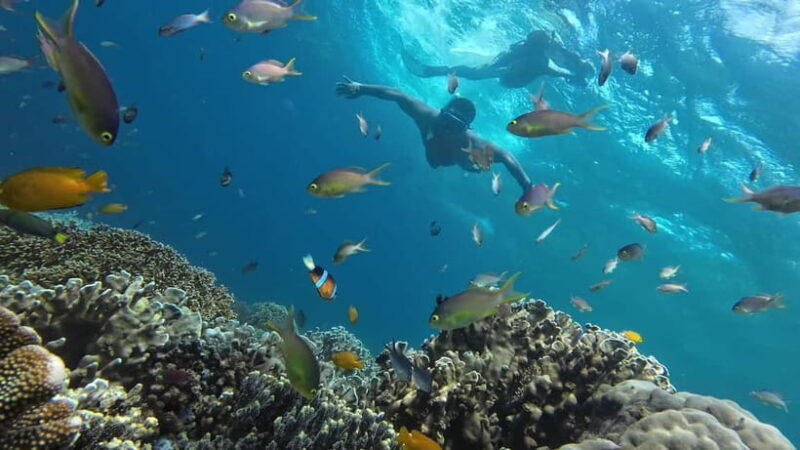 Oslob: Whale Shark Tour with Sumilon & Moalboal Snorkeling - Who Will Appreciate This Tour?