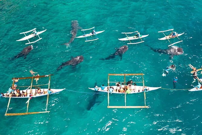 Oslob Whale Shark & Tumalog Waterfalls & Sumilon Sandbar - A Complete Walkthrough of the Tour Experience