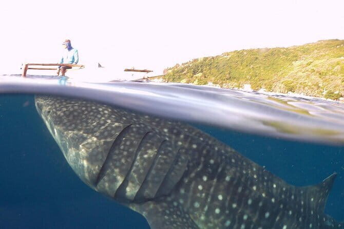 Oslob Whale Shark & Tumalog Waterfalls & Sumilon Sandbar - The Practicalities: What to Expect