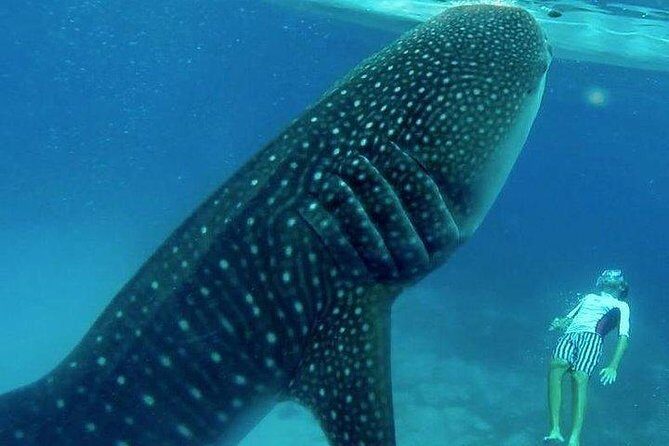 Oslob Whale Shark watching + Canyoneering Adventure Tour - The Full Experience: What You Can Expect