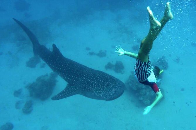 Oslob Whale Shark Watching - Practical Tips for Your Tour