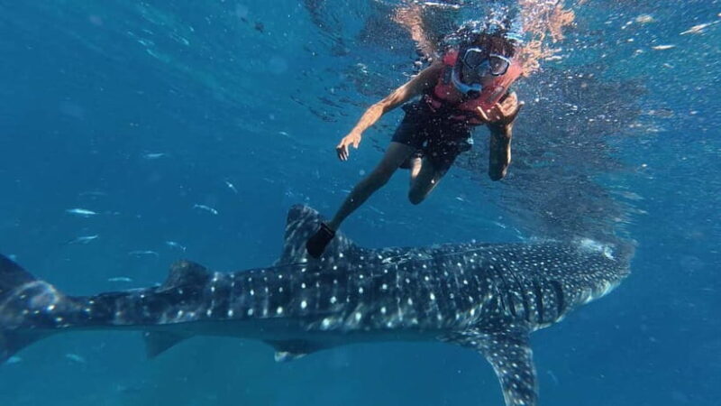 Oslob: Whale Shark Watching Private tour - Key Points