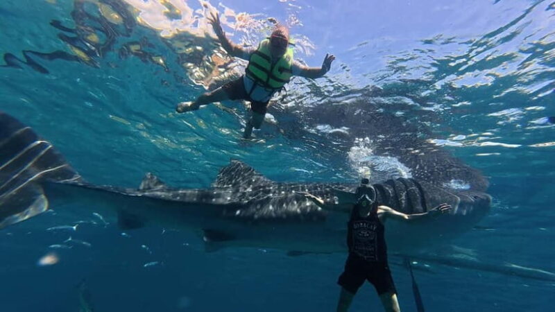 Oslob: Whale Shark Watching Private tour - An In-Depth Look at the Experience