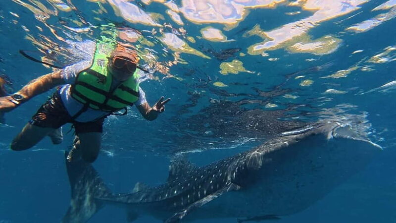 Oslob: Whale Shark Watching Private tour - Practical Details and Tips