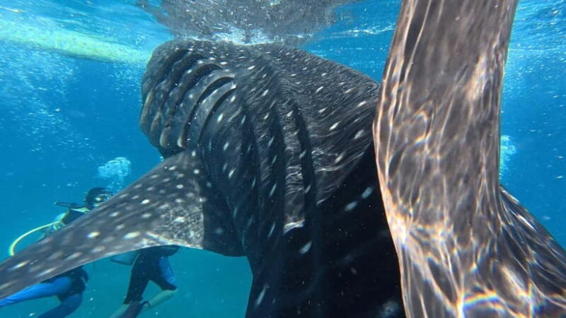 Oslob: Whale Shark Watching Private tour - Final Thoughts