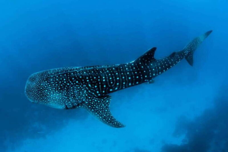 Oslob: Whale Sharks, Tumalog Falls, & Monkey Sanctuary Tour - Practical Tips and Considerations